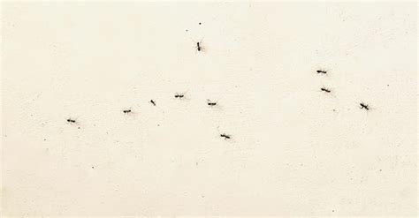 噪音場所 家裏突然很多螞蟻